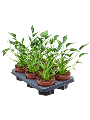Alocasia 'Tiny Dancer' 6/tray