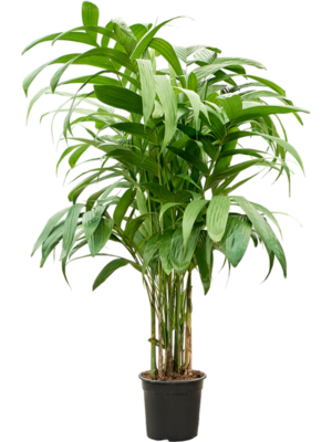 Areca triandra