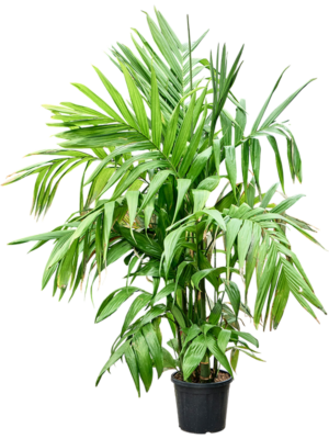 Areca triandra