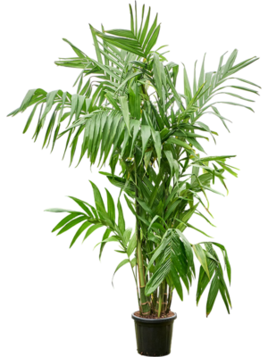 Areca triandra