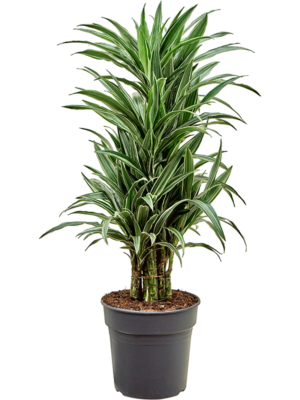 Dracaena deremensis 'Warneckei'