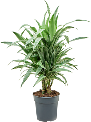 Dracaena deremensis 'Warneckei'