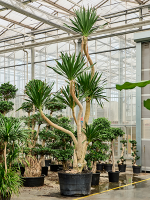 Dracaena draco (012976)