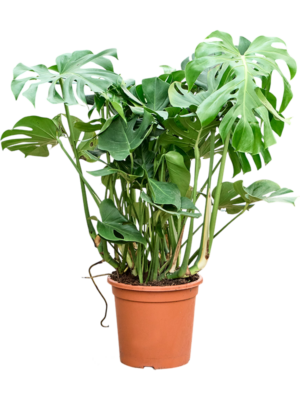 Monstera deliciosa