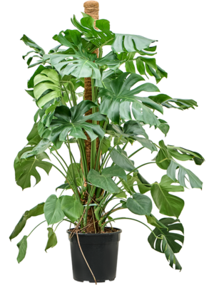 Monstera deliciosa