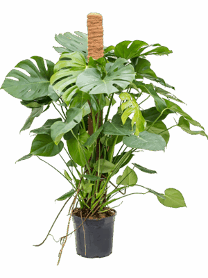 Monstera deliciosa