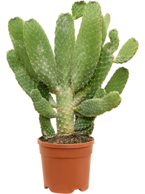 Opuntia consolea
