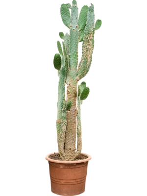 Opuntia consolea