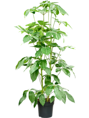 Schefflera actinophylla 'Amate'  (140-170)