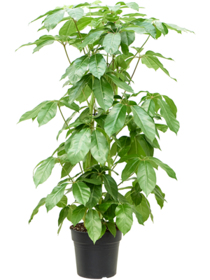Schefflera actinophylla 'Amate'