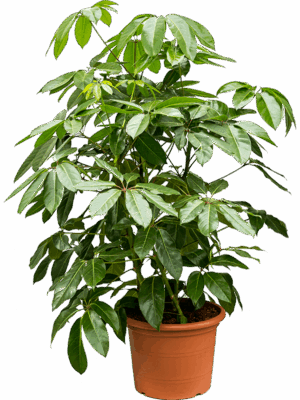 Schefflera actinophylla 'Amate'