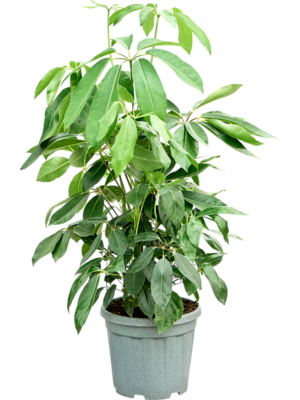 Schefflera actinophylla 'Amate' (90-110)