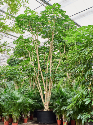 Schefflera actinophylla 'Amate'