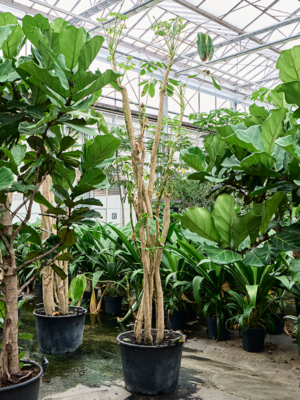 Schefflera actinophylla 'Amate' (350-400)