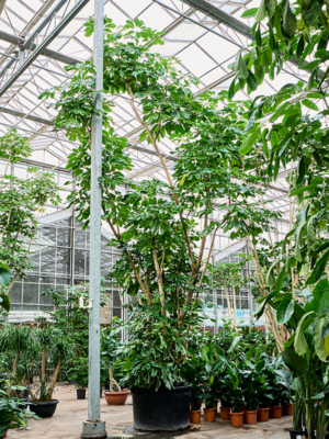 Schefflera actinophylla 'Amate' (700-800)