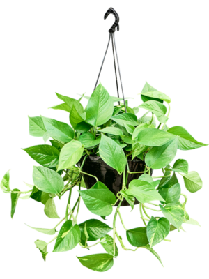 Scindapsus (Epipremnum) 'Aureum' (30-40)