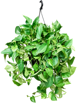 Scindapsus (Epipremnum) 'Aureum' (50-70)