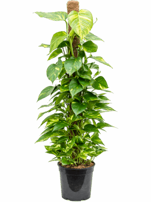 Scindapsus (Epipremnum) 'Aureum'