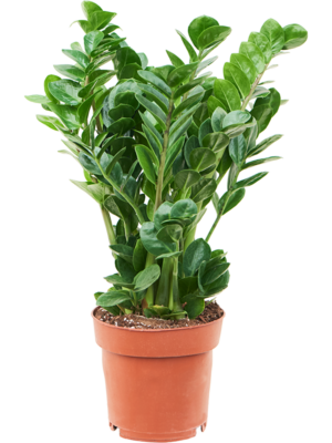Zamioculcas zamiifolia 'Midori'