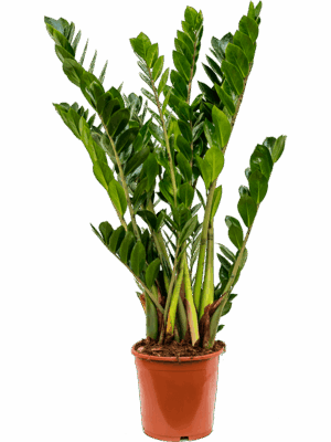 Zamioculcas zamiifolia