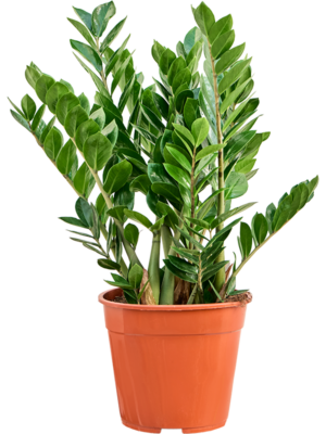 Zamioculcas zamiifolia