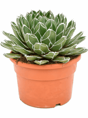 Agave victoriae-reginae