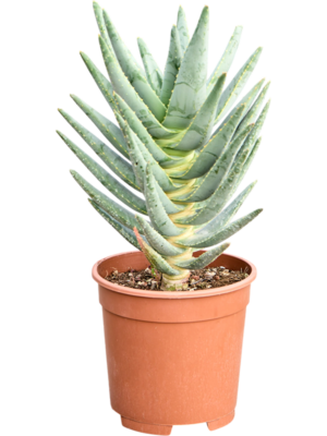 Aloe dichotoma