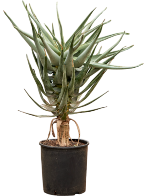 Aloe dichotoma (100-120)