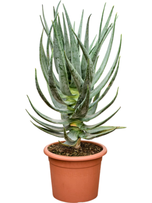 Aloe dichotoma