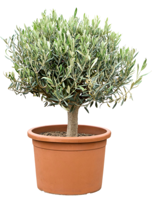 Olea europaea