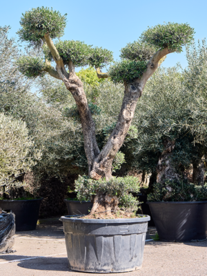 Olea europaea