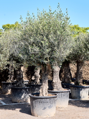 Olea europaea
