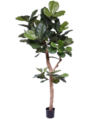 Ficus Lyrata