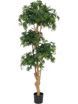 Acer Bonsai