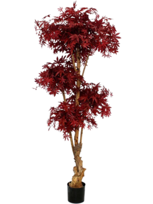 Acer Bonsai