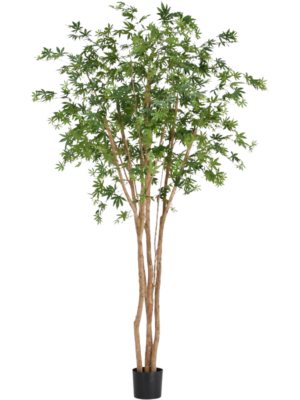 Acer