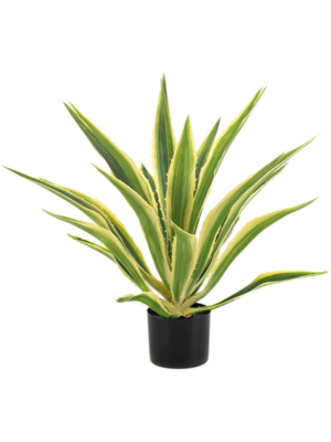 Agave