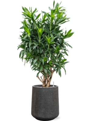 Pleomele (Dracaena) reflexa en Baq Raindrop