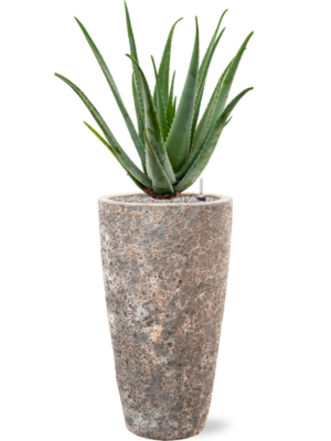Aloe vera barbadensis en Baq Lava