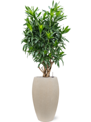 Pleomele (Dracaena) reflexa en Baq Raindrop