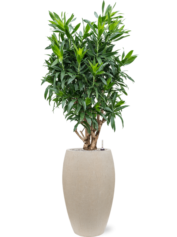 Pleomele (Dracaena) reflexa en Baq Raindrop