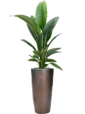 Spathiphyllum 'Sensation' en Plain