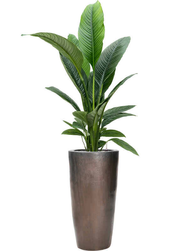 Spathiphyllum 'Sensation' en Plain, Private label