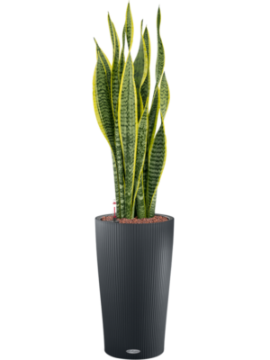 Sansevieria trifasciata 'Laurentii' en Lechuza Cilindro 23