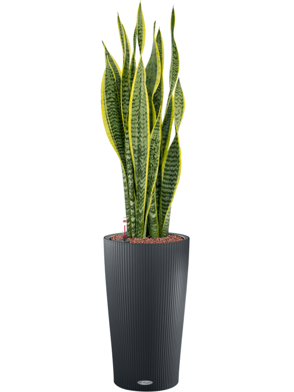 Sansevieria trifasciata 'Laurentii' en Lechuza Cilindro 23