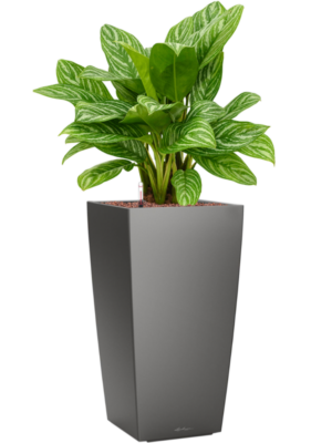 Aglaonema 'Stripes' en Lechuza Cubico
