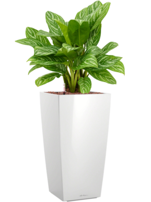 Aglaonema 'Stripes' en Lechuza Cubico