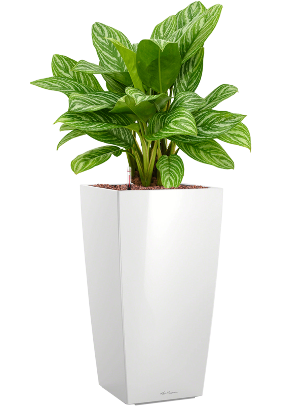 Aglaonema 'Stripes' en Lechuza Cubico
