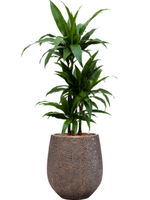 Dracaena fragrans 'Janet Craig' en Baq Opus Hit