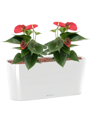Anthurium andraeanum 'Sierra' en Lechuza Delta 20